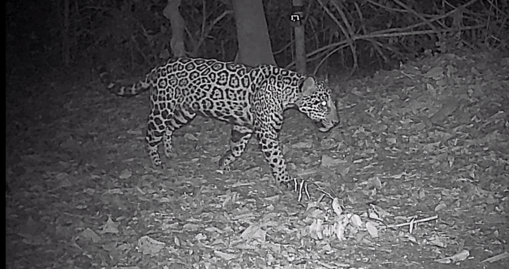 Visitantes do Eco Park Foz escolhem nome de onça encontrada no Parque Nacional do Iguaçu