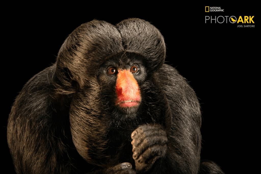 Zoo Park Foz recebe fotos de cuxiú ameaçado de extinção que serão publicadas na National Geographic